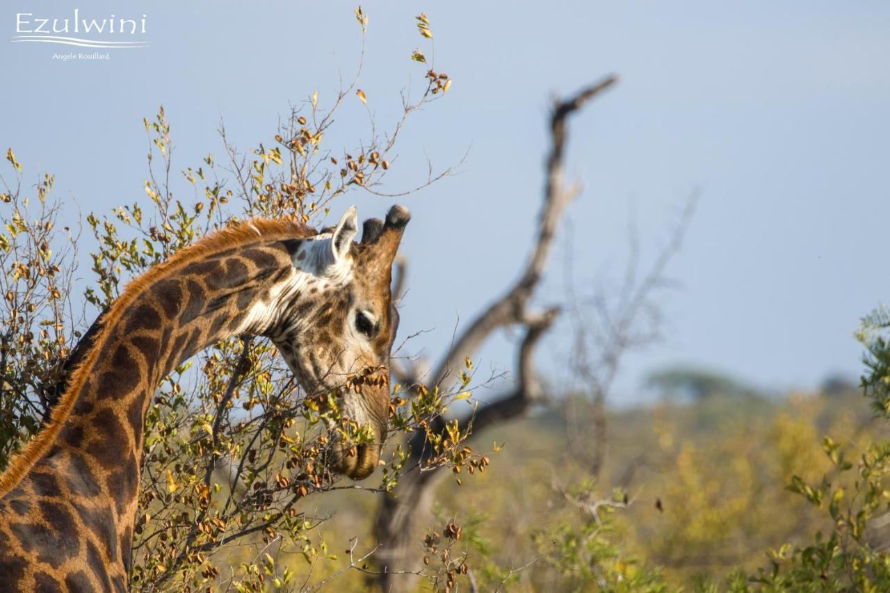 Ezulwini Game Lodges Mica Exterior foto